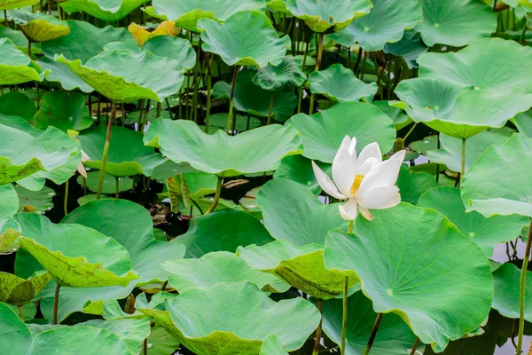 白い蓮の花植物 — ストック写真