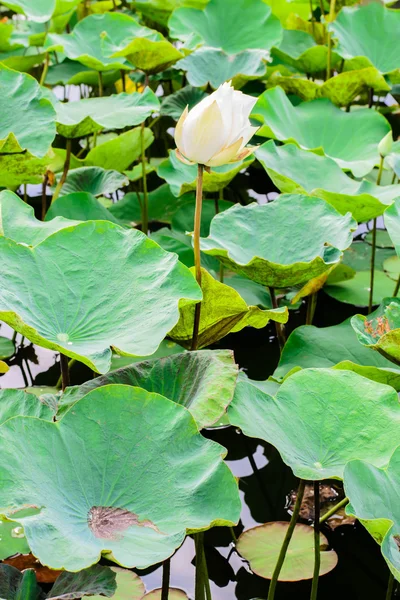 Plantas de flor de loto blanco —  Fotos de Stock