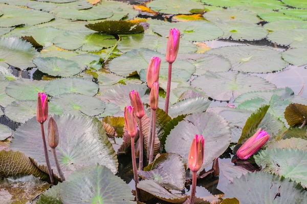 Flor de loto rosa plantas —  Fotos de Stock