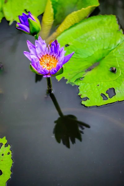 Lotus fialový květ rostliny — Stock fotografie