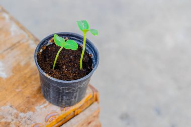 Genç ağaç masada tencerede seçici odak noktası.
