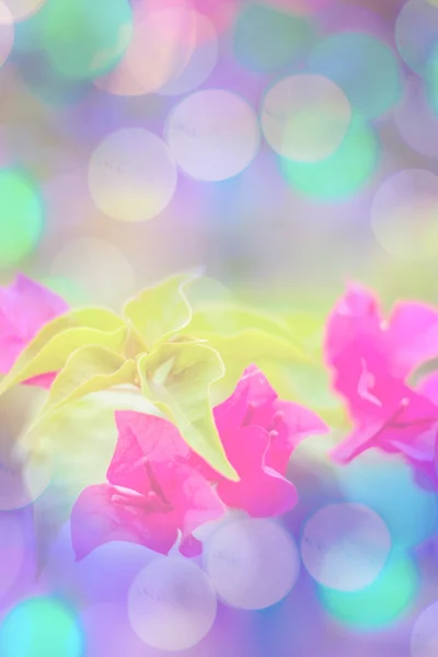 Édes virág blur tenni szín szűrők — Stock Fotó