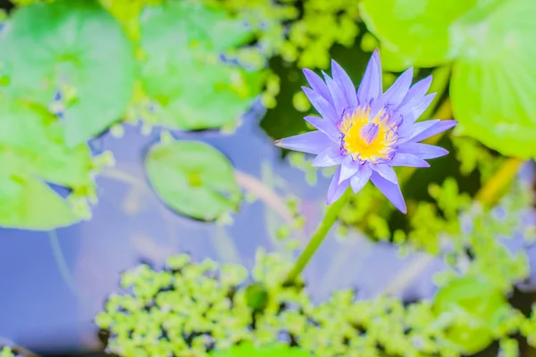 紫の蓮の花植物 — ストック写真