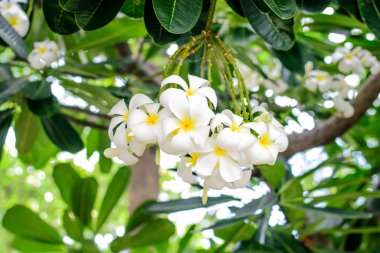 Beyaz ve sarı plumeria