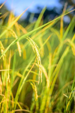 pirinç alan, seçici odak noktası.