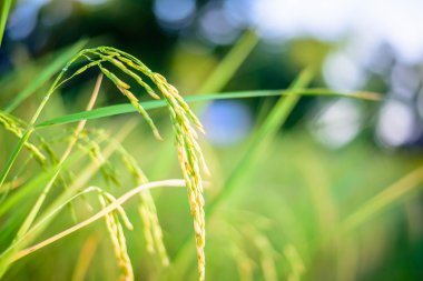 pirinç alan, seçici odak noktası.