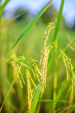 pirinç alan, seçici odak noktası.