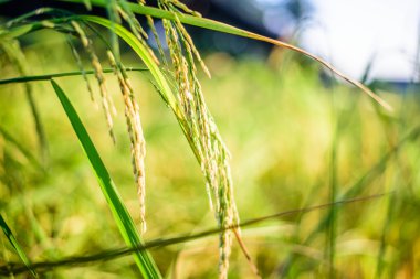 pirinç alan, seçici odak noktası.