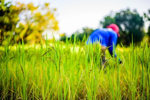 Αγρότης που εργάζεται στον τομέα του ρυζιού, ρύζι εστίαση — Φωτογραφία Αρχείου