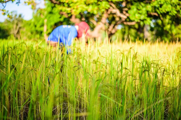 Αγρότης που εργάζεται στον τομέα του ρυζιού, ρύζι εστίαση — Φωτογραφία Αρχείου