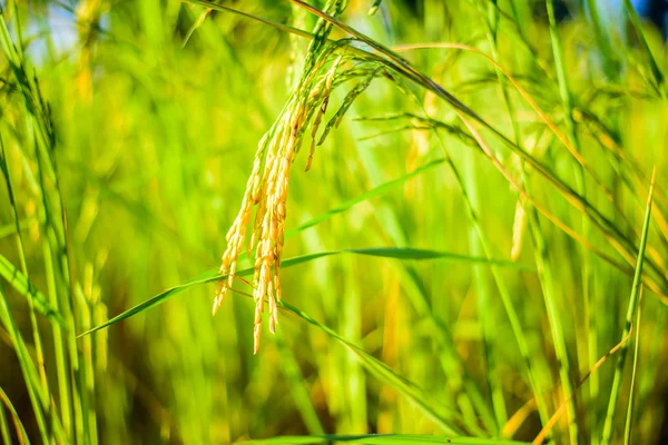 Campo de arroz, foco selectivo . — Foto de Stock