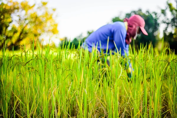 Agricoltore che lavora sulla risaia, concentrare il riso Fotografia Stock