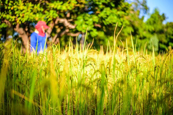 쌀 필드, 초점 쌀에 농부 로열티 프리 스톡 사진
