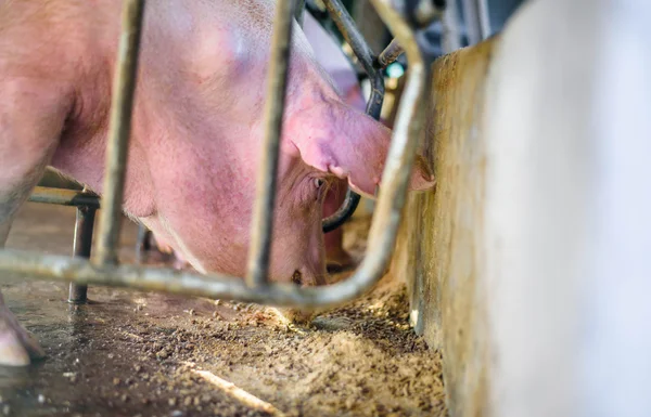 Fattoria tailandese, i maiali della fattoria, focalizzare maiale occhio . Foto Stock
