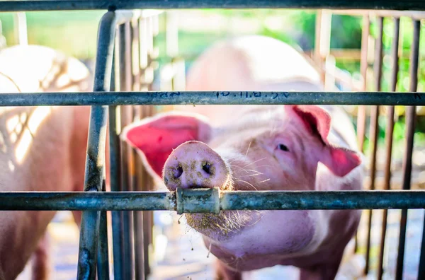 태국 농장, 농장 돼지, 초점 눈 돼지. 스톡 사진