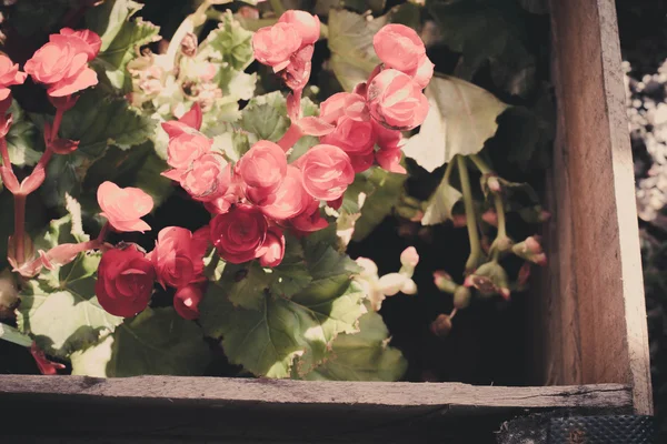 Desenfoque de flores dulces hechas con filtros de color — Foto de Stock