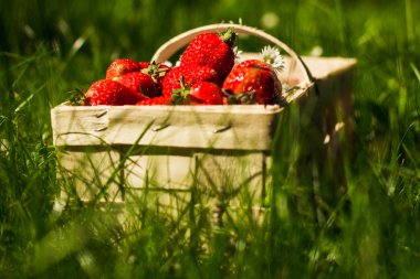 Çilek sepeti yeşil çimenlerin üzerinde