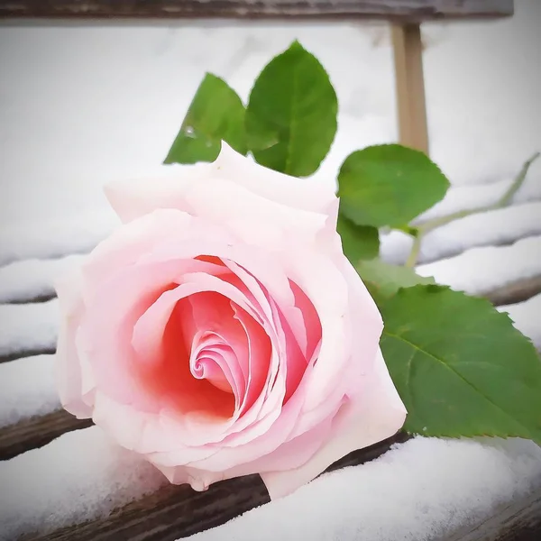 Eine Einsame Rose Liegt Auf Einer Schneebedeckten Bank — Stockfoto