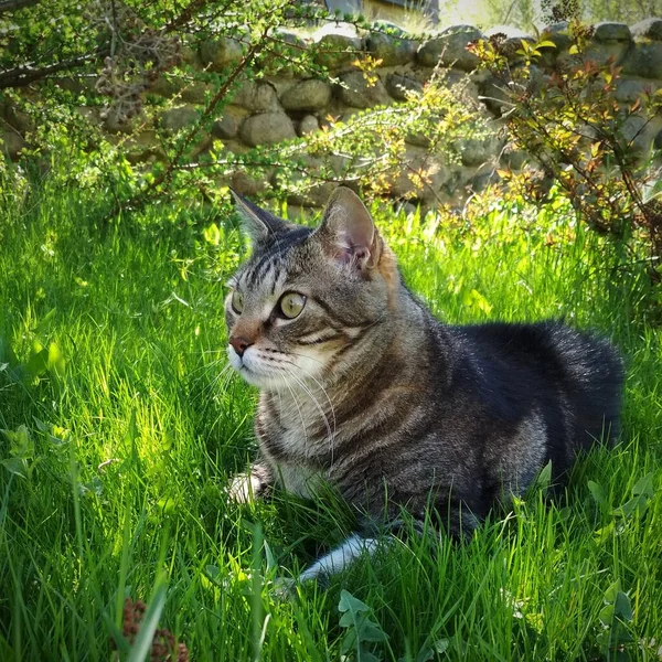 庭の草の上の灰色の猫 — ストック写真