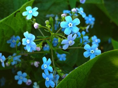 Doğa. Bahar. Brunera çiçek açmaya başlıyor.