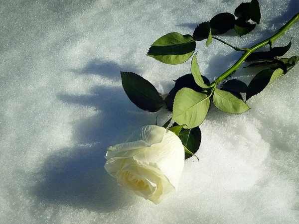 Die Natur Eine Weiße Rose Liegt Auf Dem Schnee Ein — Stockfoto