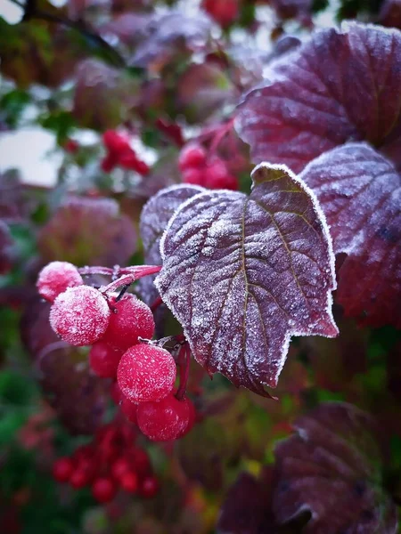 Naturaleza Otoño Jardín Hay Arbusto Viburnum Frost Decoró Las Hojas — Foto de Stock