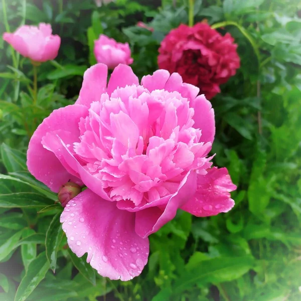 Pink Peones Bloom Garden — Stock Photo, Image