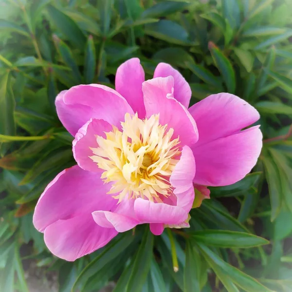Peony Blooms Pink Yellow Middle — Stock Photo, Image