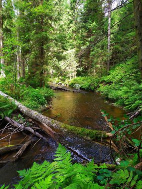 Green banks of the Okhta River. 