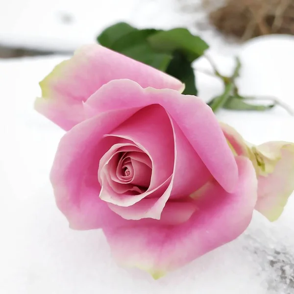 Rose Rose Dans Neige — Photo