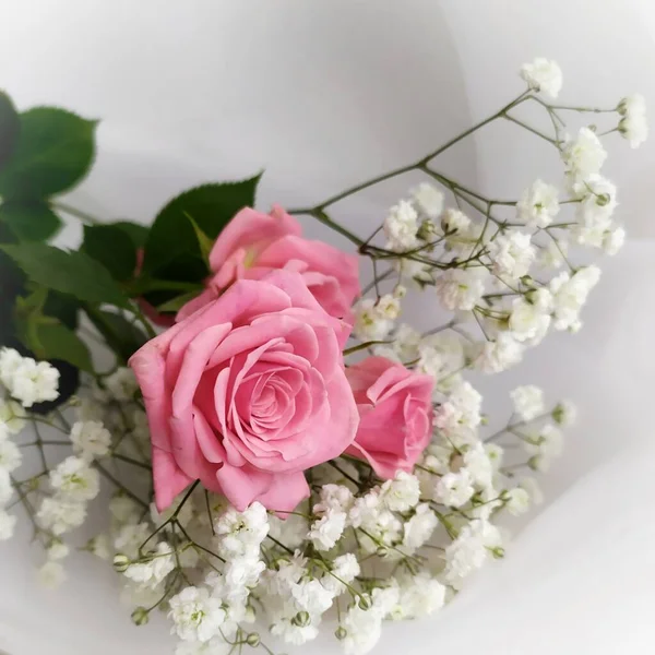 Rosa Rosen Auf Weißem Hintergrund — Stockfoto