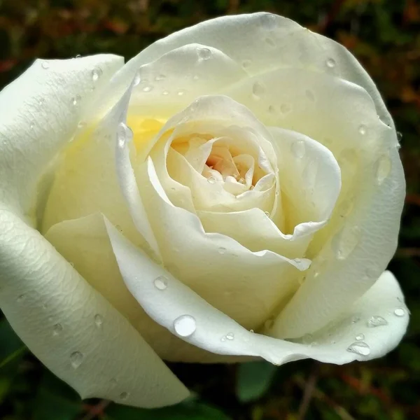 Rosa Blanca Con Gotas Lluvia — Foto de Stock