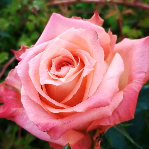 Rosa Naranja Cerca —  Fotos de Stock