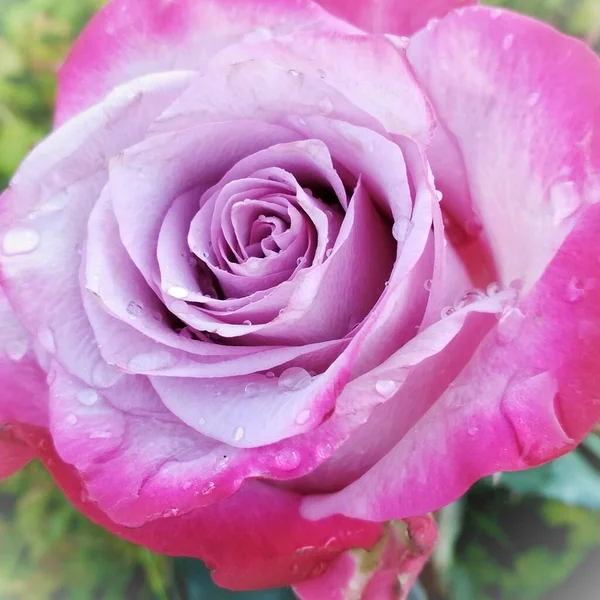 Rosa Stieg Aus Nächster Nähe — Stockfoto