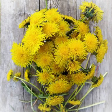 Ahşap bir yüzeyde bir buket karahindiba. Üst görünüm. 