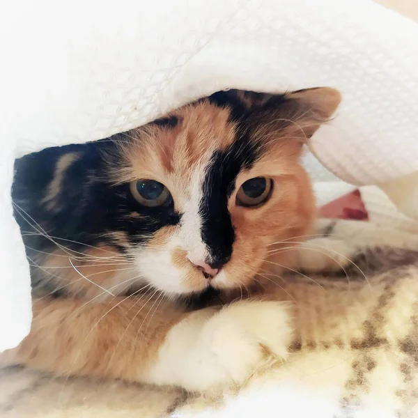 一只家猫从毯子下面往外张望 — 图库照片