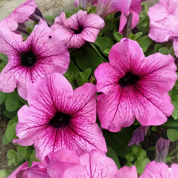 Garden Plant Petunia Blooms All Summer — Stock Photo, Image
