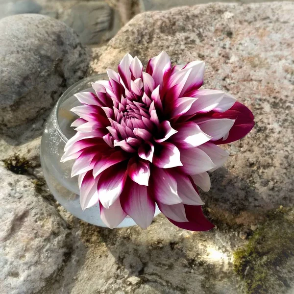 Taşlardan Oluşan Arka Planda Dahlia Çiçeği — Stok fotoğraf