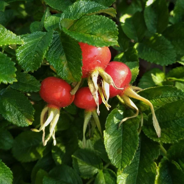 Rosal Está Decorado Con Frutas —  Fotos de Stock