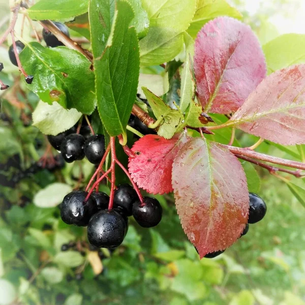 Ein Zweig Der Schwarzfrucht Eberesche Mit Beeren — Stockfoto