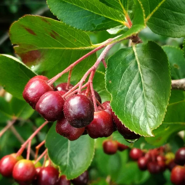 Die Beeren Der Schwarzfrucht Eberesche Reifen — Stockfoto