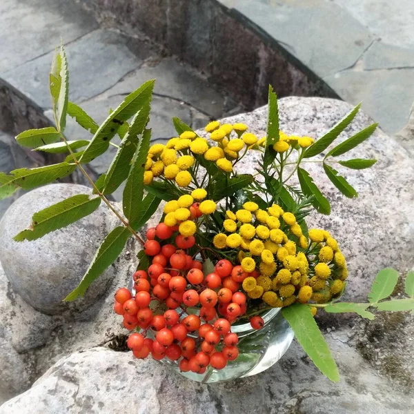 Outono Ainda Vida Cinza Montanha Tansy — Fotografia de Stock