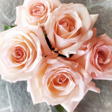 Gri arkaplanda pembe güller. 