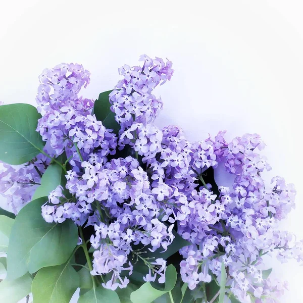 Kvetoucí Šeříková Větev Bílém Pozadí — Stock fotografie