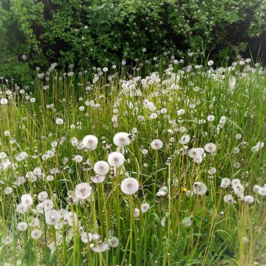 Beyaz karahindibalı bir açıklık. 