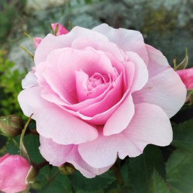 Çiçek açan gül bahçenin kraliçesidir.. 