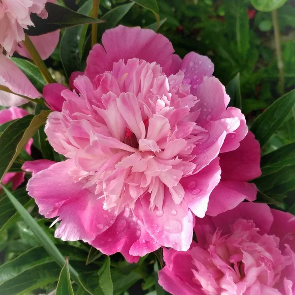 Beauty Blooming Pink Peony — Stock Photo, Image