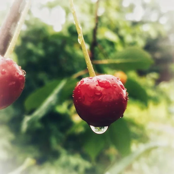 雨后成熟的樱桃浆果 — 图库照片