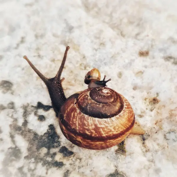 Petits Grands Escargots Sur Une Pierre — Photo