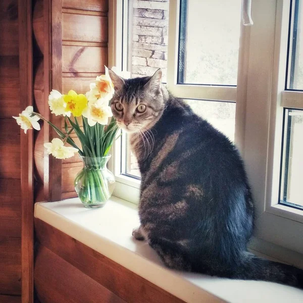 Pet Cat Bouquet Daffodils —  Fotos de Stock